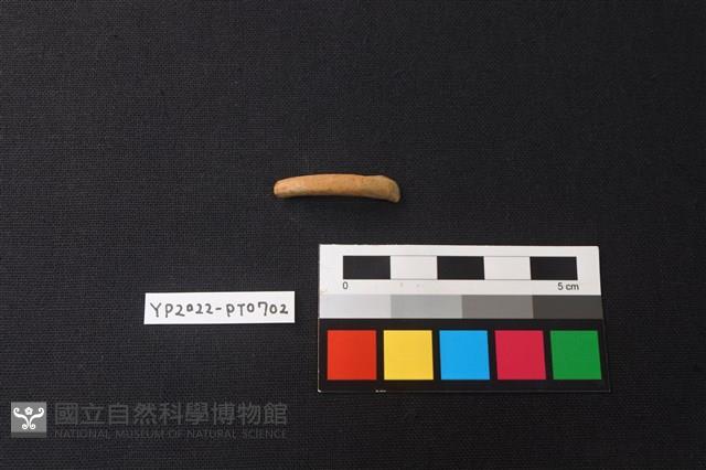 陶環藏品圖，第1張