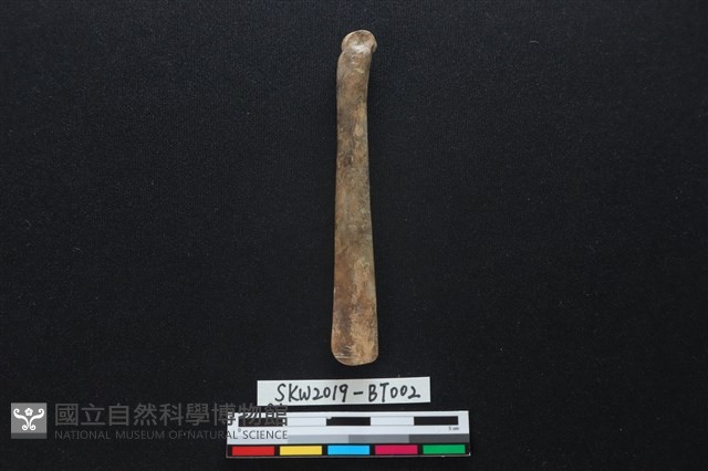 骨鑿藏品圖，第1張