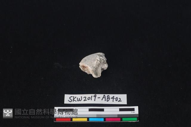 獸骨藏品圖，第1張