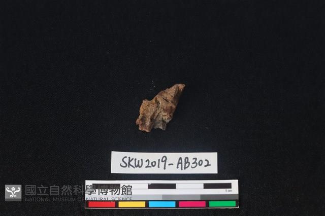 獸骨藏品圖，第1張