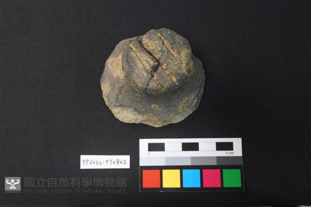 蓋鈕藏品圖，第1張