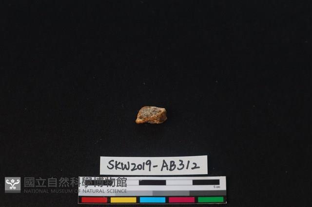 獸骨藏品圖，第1張