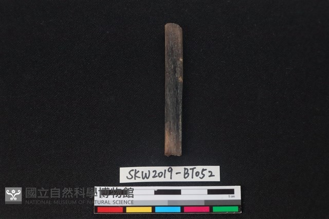 骨尖器殘件藏品圖，第1張