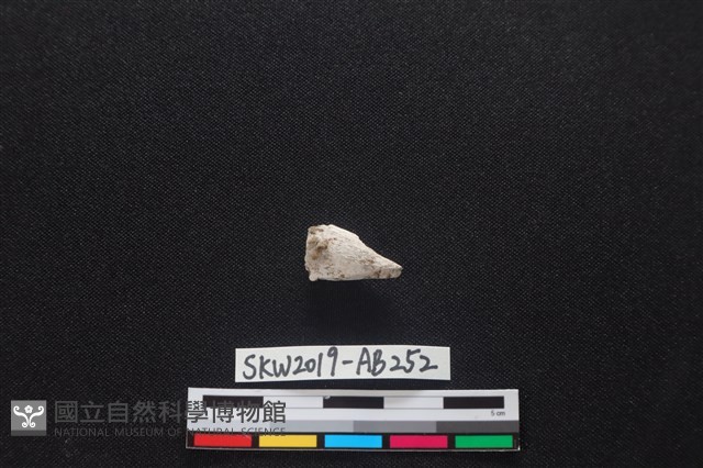 獸骨藏品圖，第1張