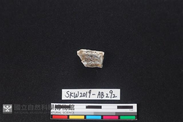 獸骨藏品圖，第1張