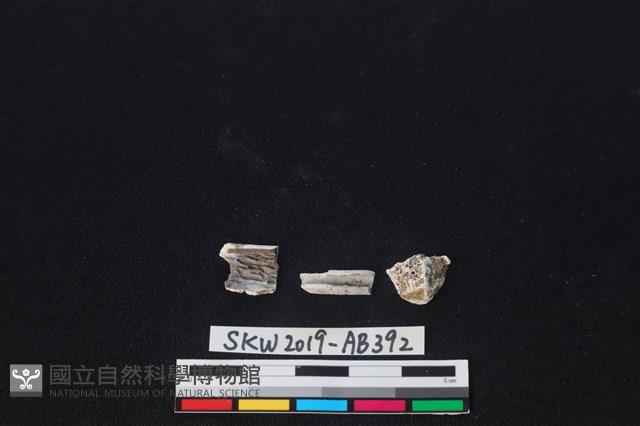 獸骨藏品圖，第1張