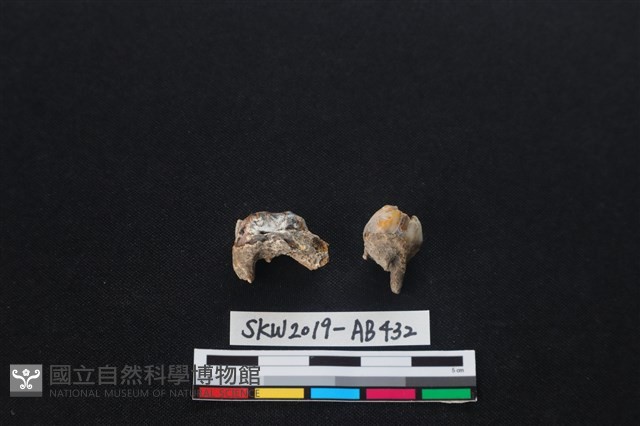 獸骨藏品圖，第1張