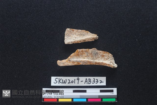 獸骨藏品圖，第1張
