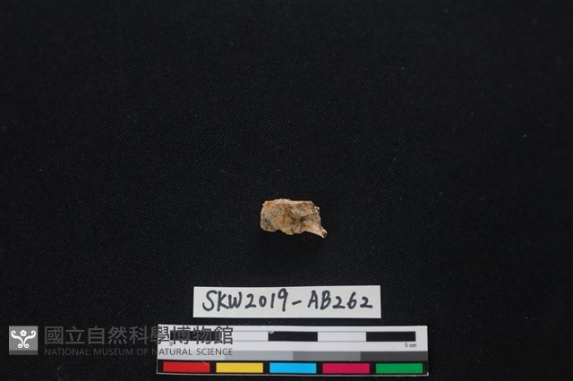 獸骨藏品圖，第1張