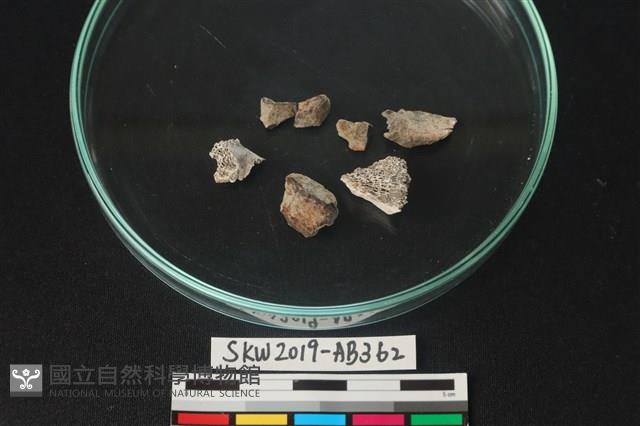 獸骨藏品圖，第1張