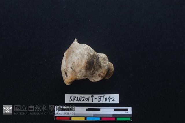 灼燒痕獸骨藏品圖，第1張