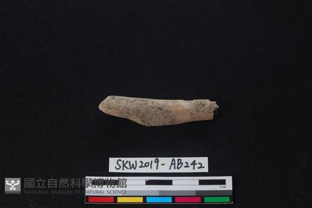 獸骨藏品圖，第1張