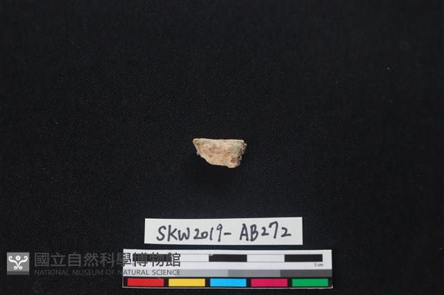 獸骨藏品圖，第1張