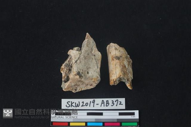 獸骨藏品圖，第1張