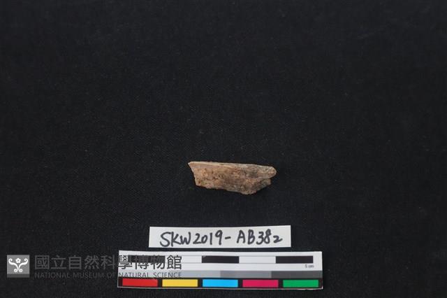 獸骨藏品圖，第1張