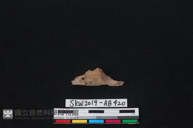 臺灣野兔(特)藏品圖，第1張