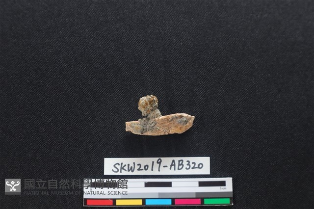 獸骨藏品圖，第1張