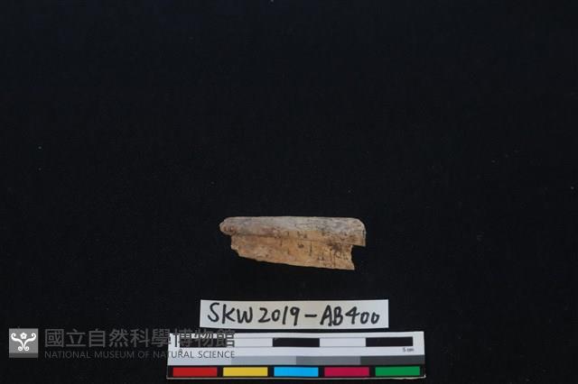 獸骨藏品圖，第1張