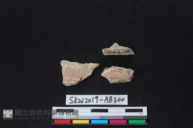 獸骨藏品圖，第1張