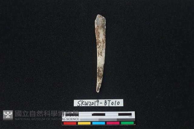 骨尖器藏品圖，第1張