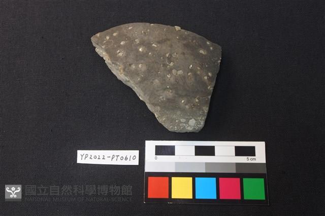 陶片藏品圖，第1張