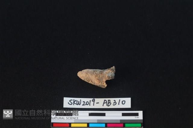 獸骨藏品圖，第1張