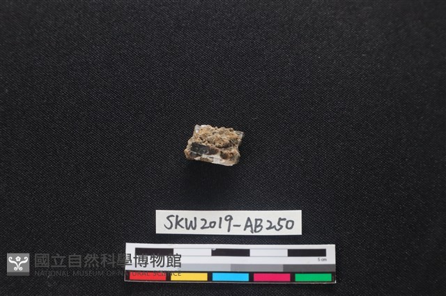 獸骨藏品圖，第1張