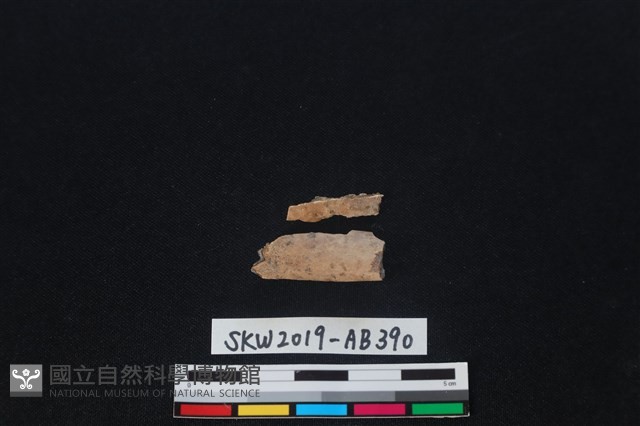 獸骨藏品圖，第1張