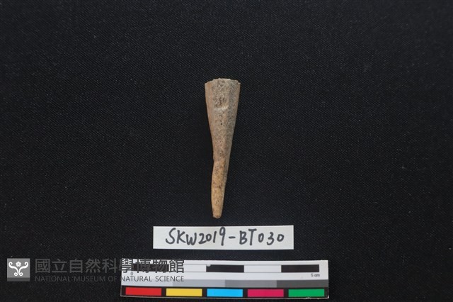 骨尖器藏品圖，第1張