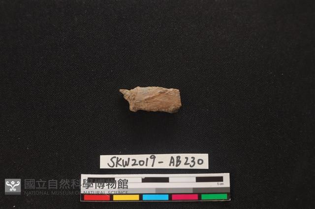 獸骨藏品圖，第1張