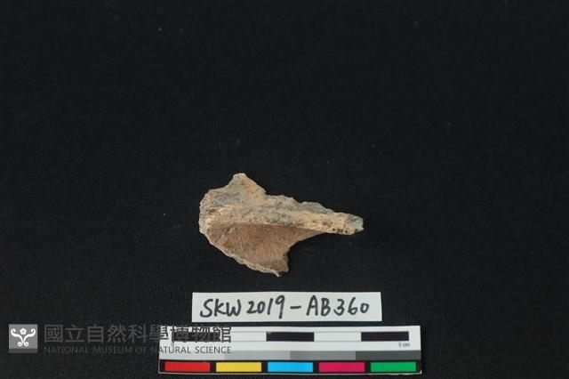 獸骨藏品圖，第1張