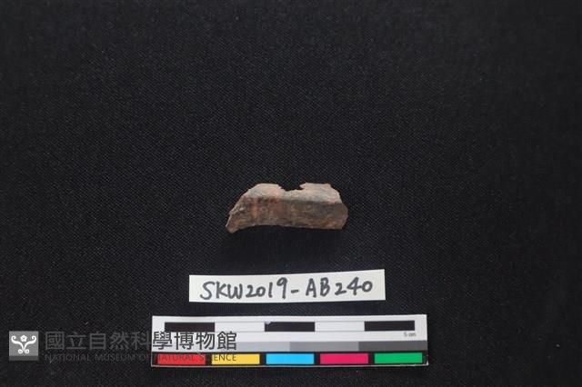 獸骨藏品圖，第1張