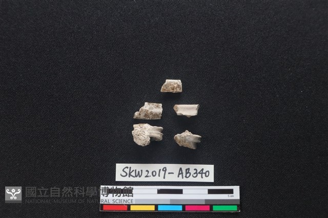 獸骨藏品圖，第1張