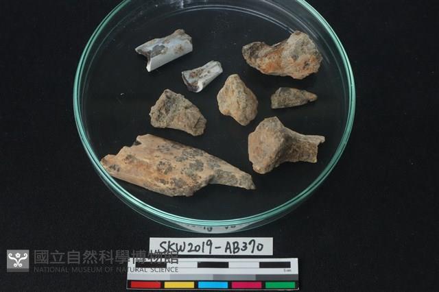 獸骨藏品圖，第1張