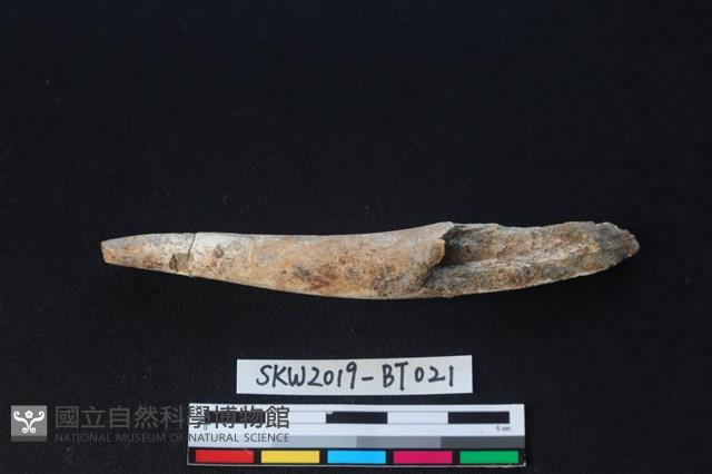 魚卡子藏品圖，第1張