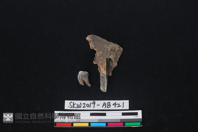 獸骨藏品圖，第1張