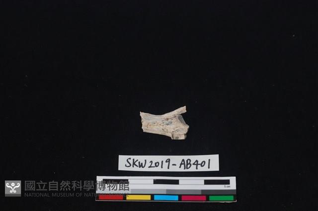 獸骨藏品圖，第1張