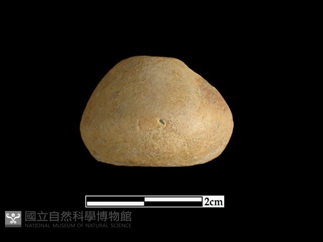 陶紡輪藏品圖，第1張