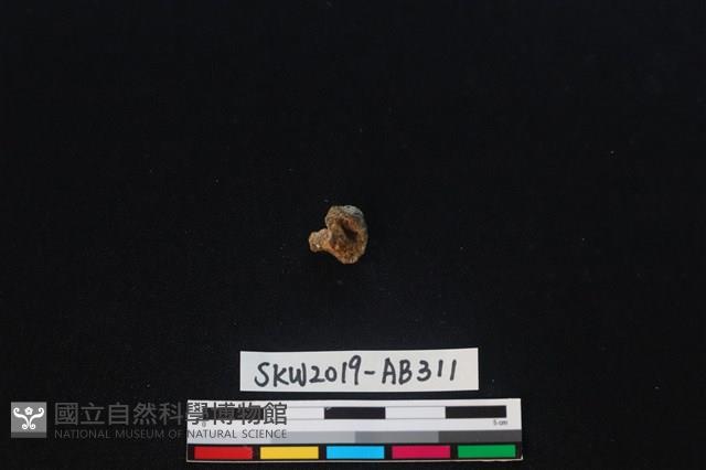 獸骨藏品圖，第1張