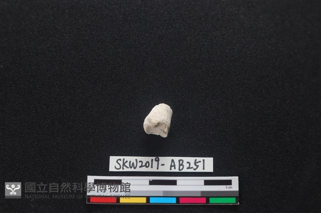 獸骨藏品圖，第1張