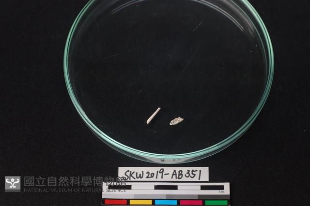 獸骨藏品圖，第1張