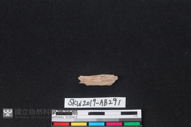 獸骨藏品圖，第1張