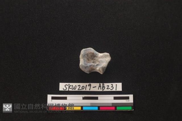 獸骨藏品圖，第1張