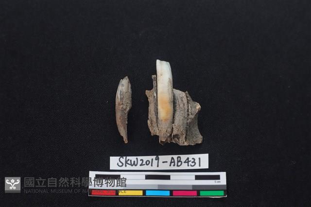 獸骨藏品圖，第1張