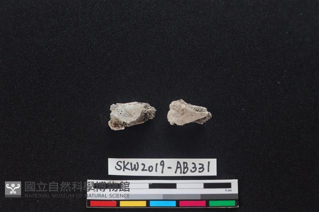 獸骨藏品圖，第1張