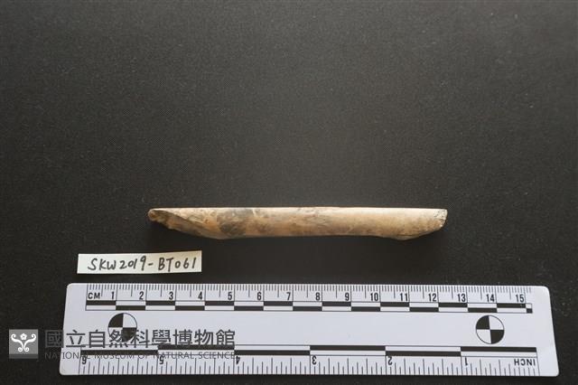 磨製骨器藏品圖，第1張