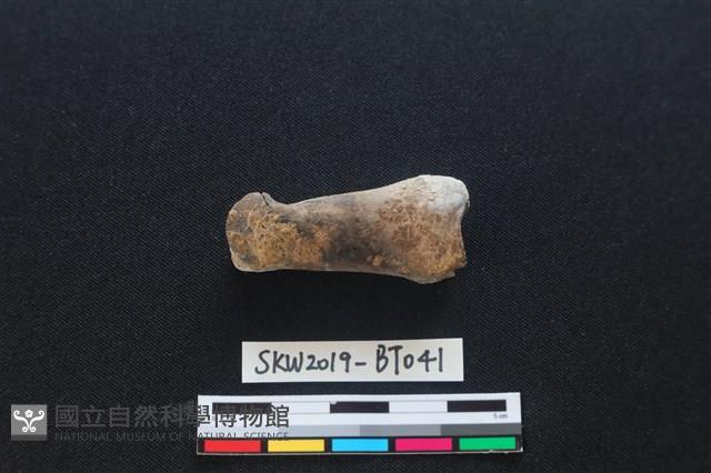 灼燒痕獸骨藏品圖，第1張