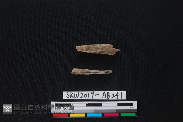 獸骨藏品圖，第1張