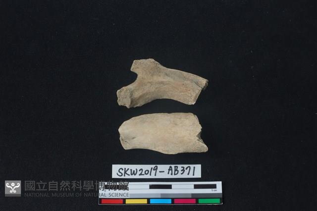 獸骨藏品圖，第1張