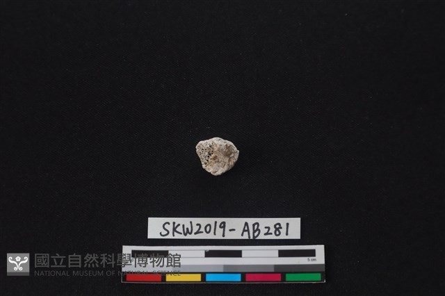 獸骨藏品圖，第1張